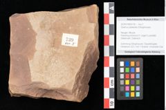 Foto (Objekt + Etikett) von Quercus palaeoilex Ettingshausen (NHMW-GEO-2024-0188-0739)